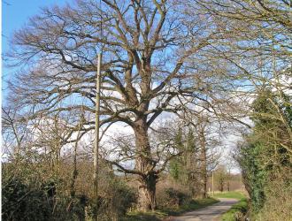 This great oak catches my eye as I leave home and again when I return. Marie